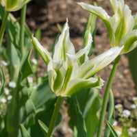 10 Tulipes à fleurs de lis Greenstar - Tulipa greenstar - Bakker