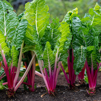 Poirée à carde rouge Rhubarb Chard - Bakker
