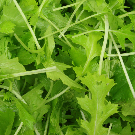 Pousses de navettes - Mesophylla Bio - Bakker