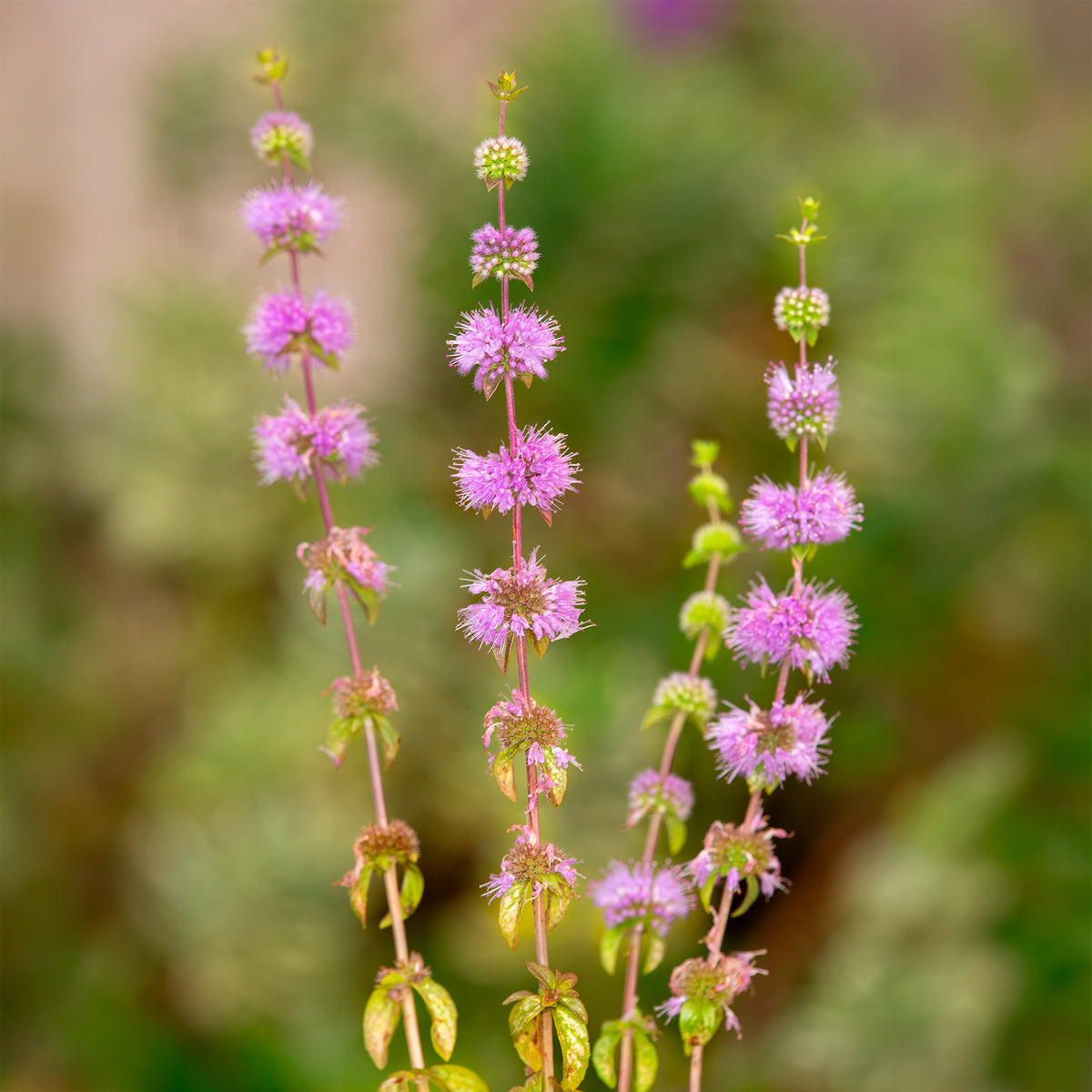 Mentha pulegium - Menthe pouliot - Menthe