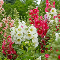 Roses trémières simples Antwerp Stars en mélange - Alcea ficifolia - Bakker