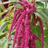 Amarante queue de renard - Amaranthus caudatus - Bakker