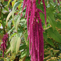 Amaranthus caudatus - Amarante queue de renard - Graines de fleurs annuelles