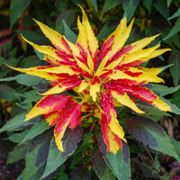 Graines de fleurs annuelles - Amarante tricolore comestible Garden Select - Amaranthus gangeticus Splendens Perfecta