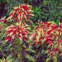 Amaranthus gangeticus Splendens Perfecta - Amarante tricolore comestible Garden Select - Graines de fleurs annuelles