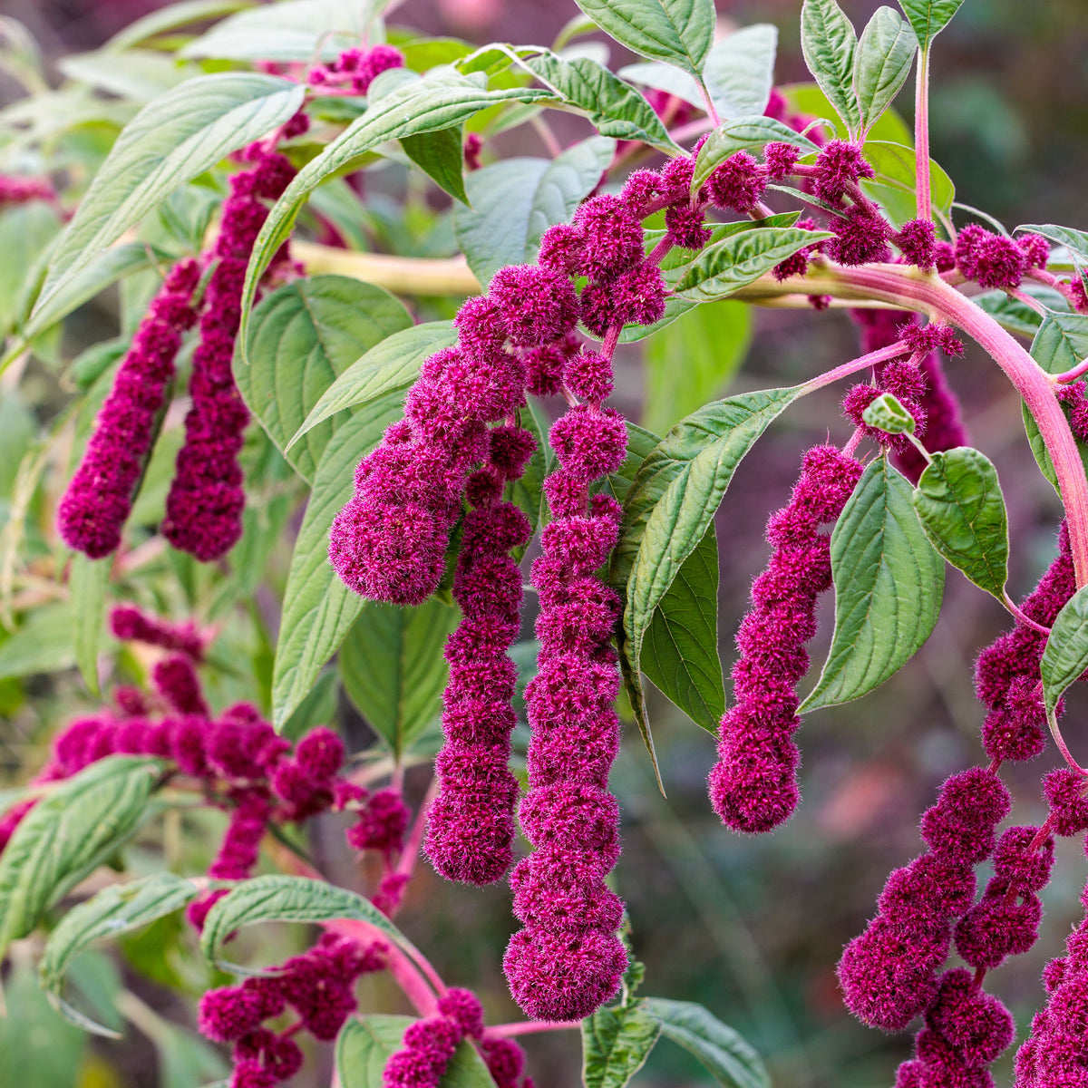 Amaranthus caudatus gibbosus - Amarante gibbeuse Dreadlocks - Graines de fleurs annuelles