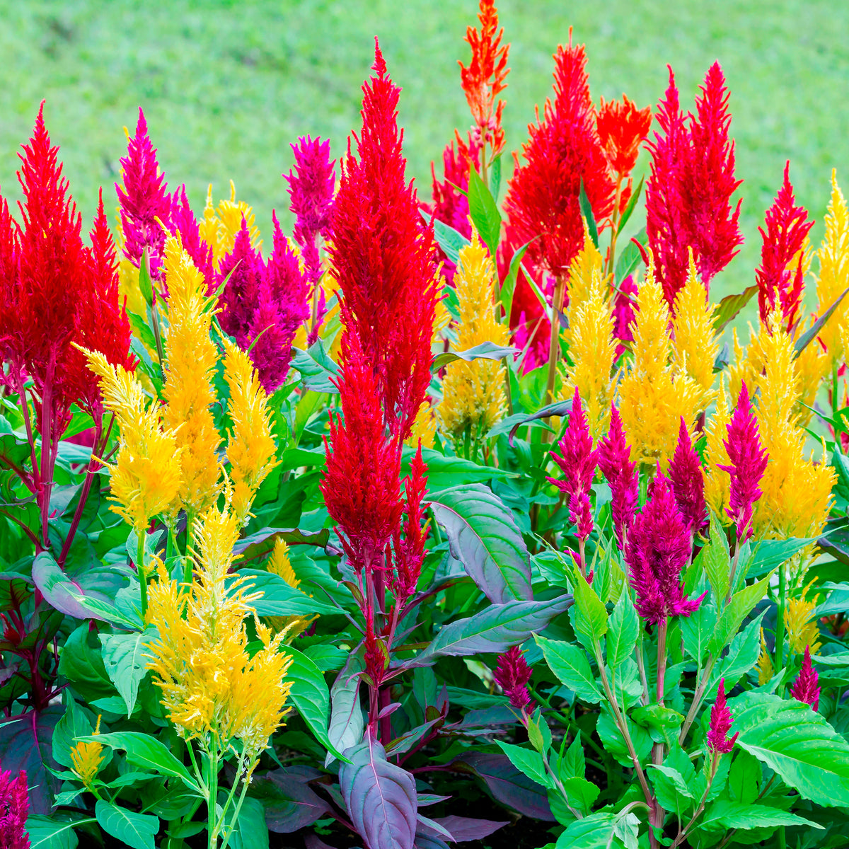 Célosie à épi plumeux Pampas Plume en mélange - Celosia argentea plumosa - Bakker