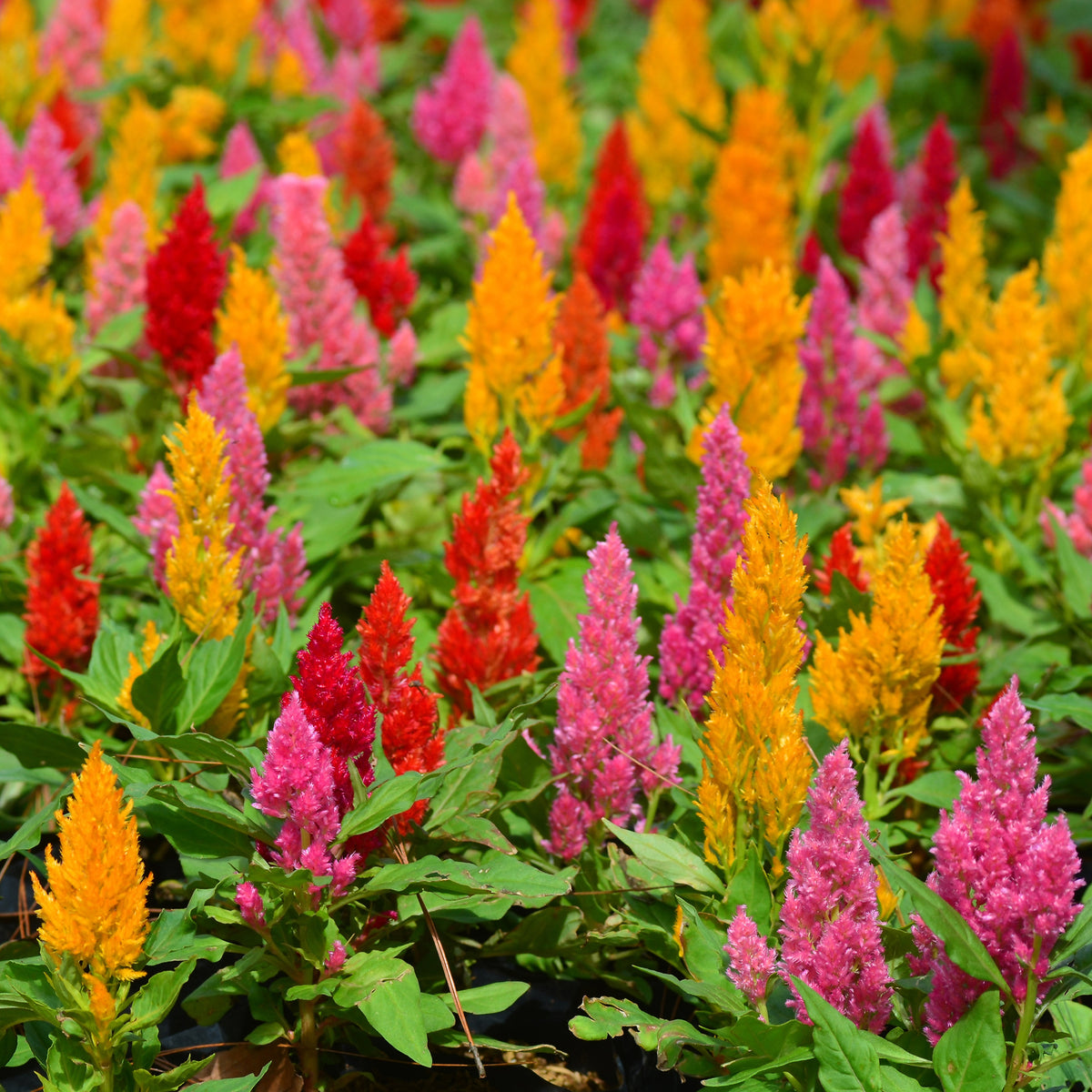 Terrasse et balcon - Célosie à épi plumeux Pampas Plume en mélange - Celosia argentea plumosa