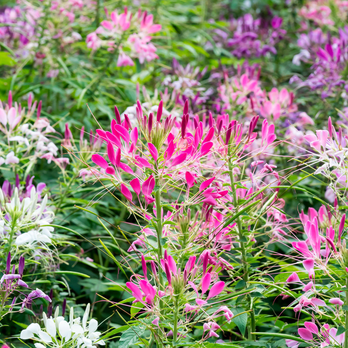 Cléome épineux Colour Fountain en mélange - Bakker
