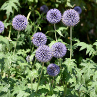 Echinops ritro - Boule azurée - Chardon boule - Echinops - Graines de fleurs pour massifs et bordures