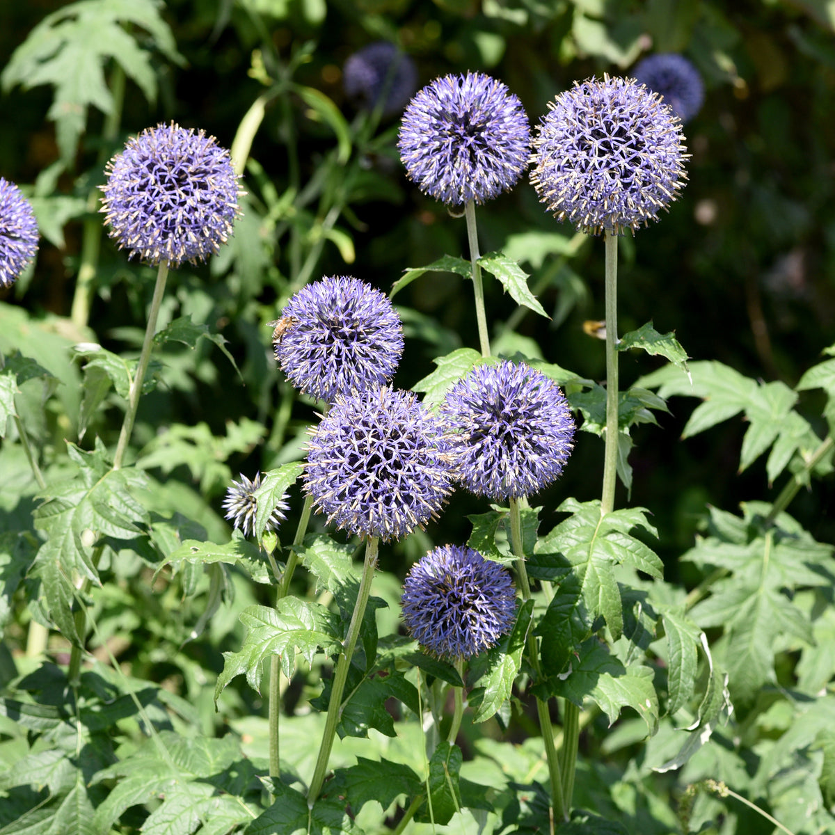 Echinops ritro - Boule azurée - Chardon boule - Echinops - Graines de fleurs pour massifs et bordures