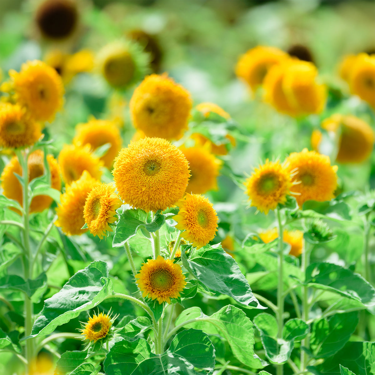 Helianthus annuus teddy bear - Tournesol à fleur double naine Teddy Bear - Graines de fleurs annuelles