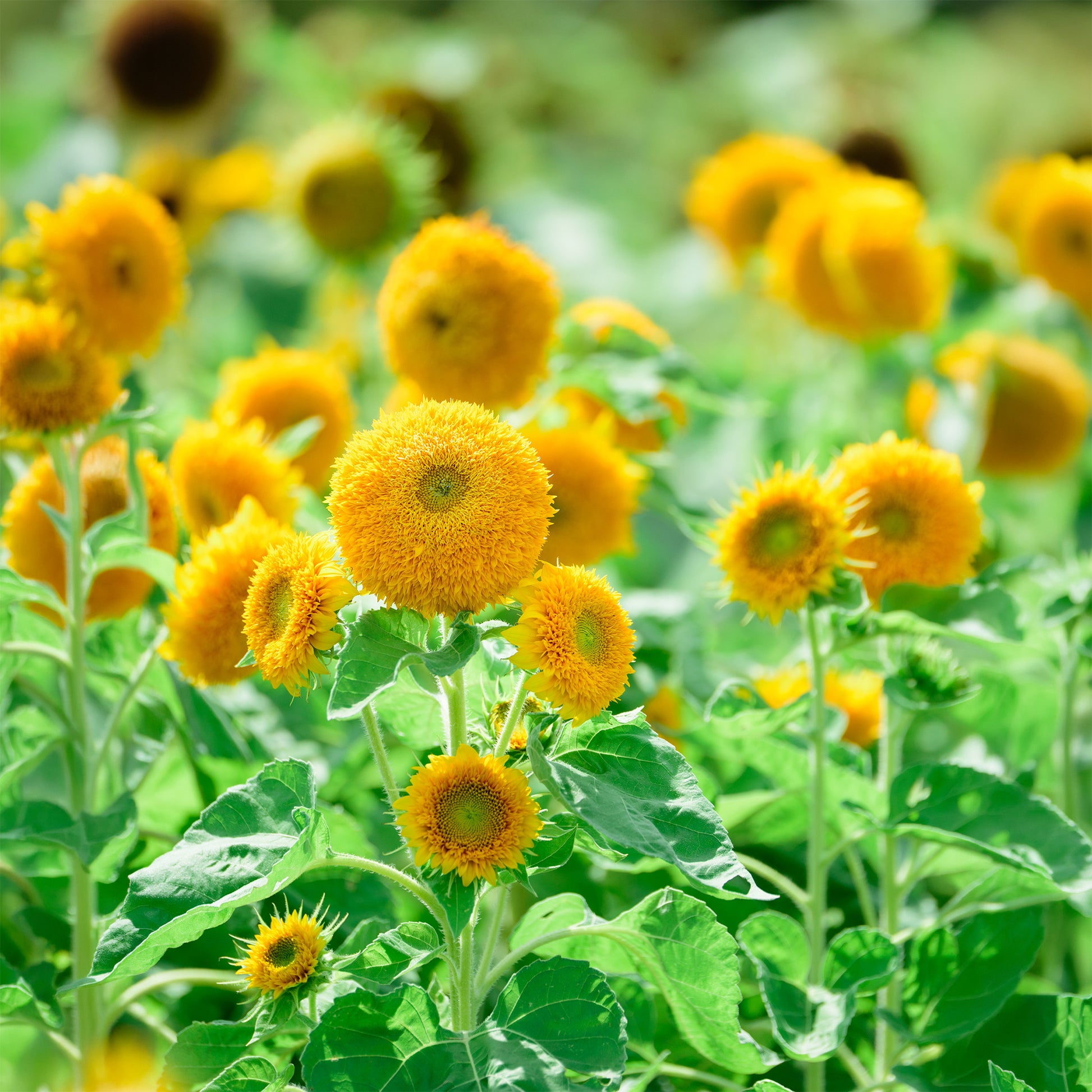 Helianthus annuus teddy bear - Tournesol à fleur double naine Teddy Bear - Graines de fleurs annuelles