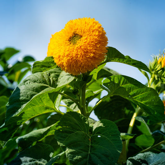 Tournesol à fleur double naine Teddy Bear - Bakker