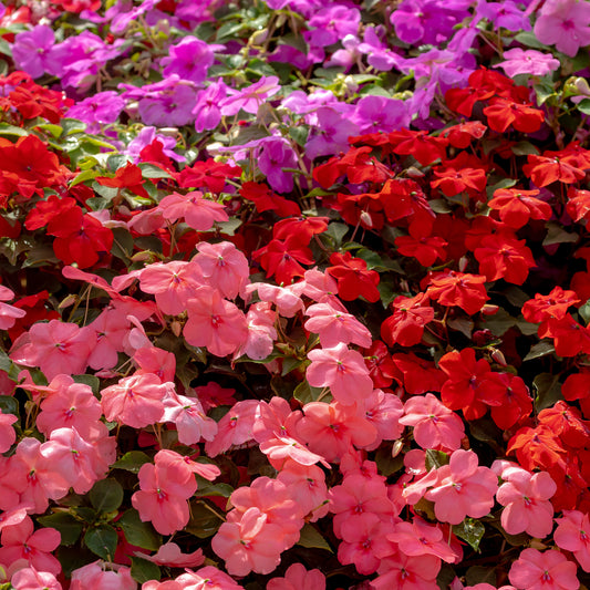 Impatiens du sultan Colour Cocktail en mélange - Bakker