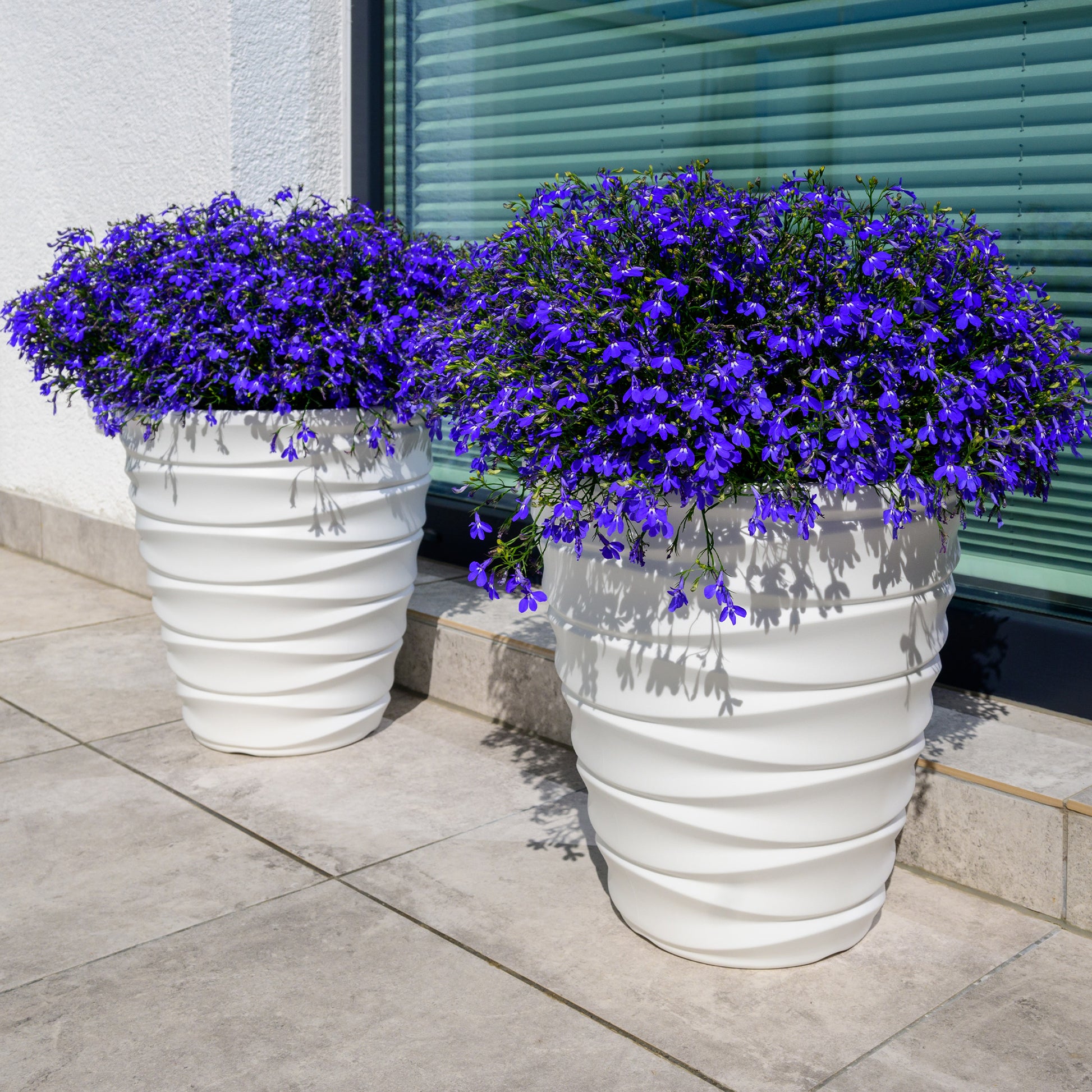 Lobelia Emperor William - Bakker