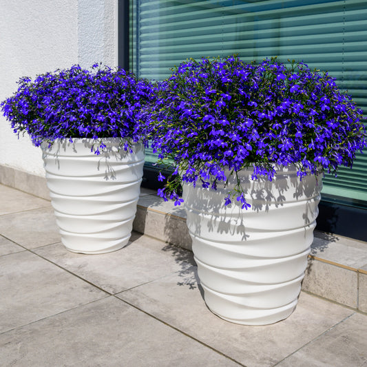 Lobelia Emperor William - Bakker