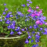 Lobélias Cascades en mélange - Lobelia erinus pendula - Bakker