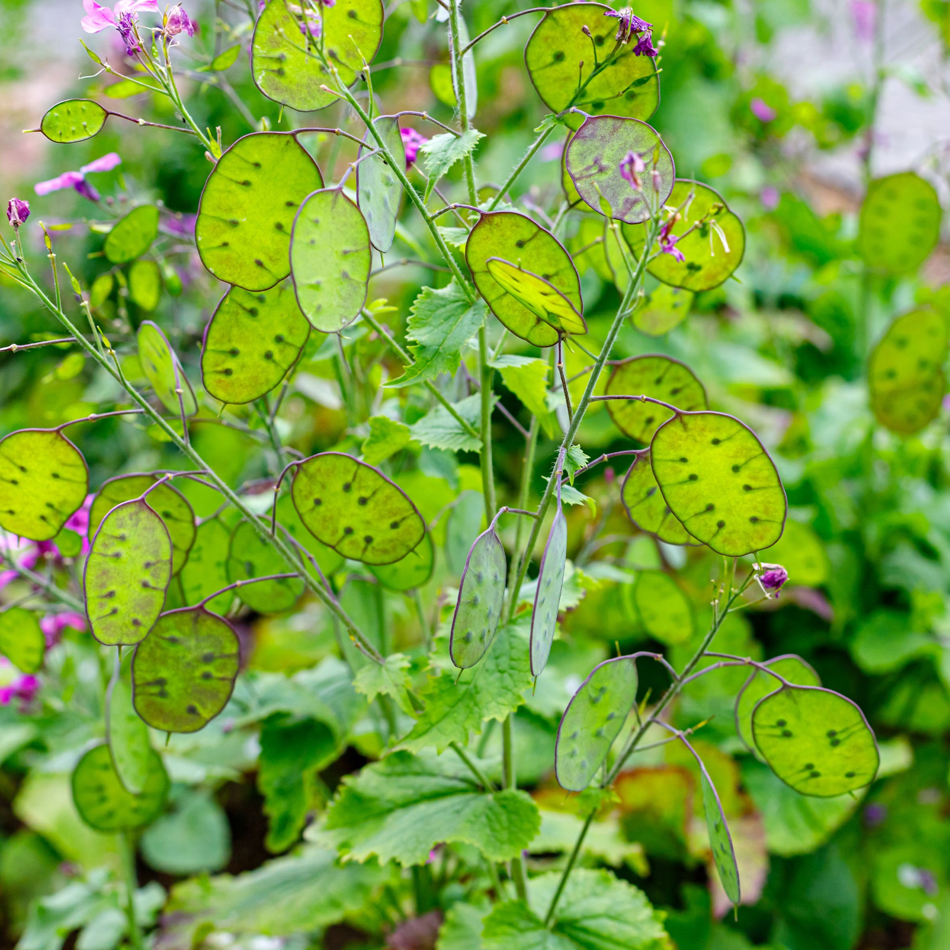 Lunaria biennis annua - Lunaire annuelle - Monnaie du pape en mélange - Graines de fleurs pour massifs et bordures