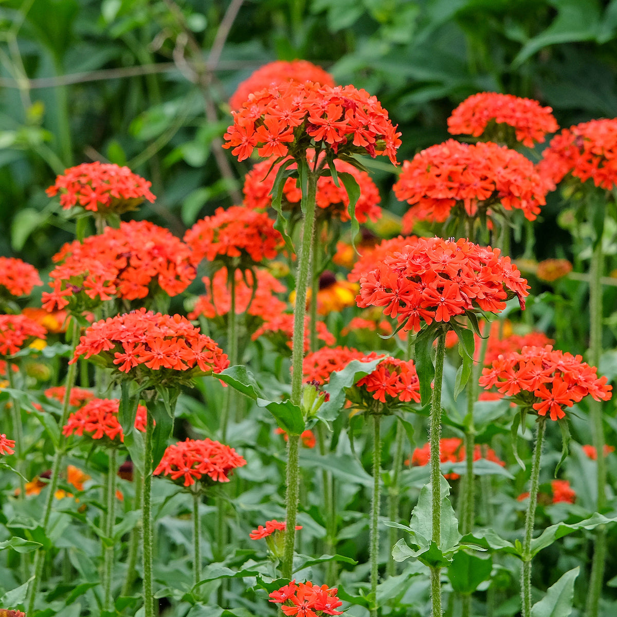 Graines de fleurs pour massifs et bordures - Croix de Jérusalem - Lychnis chalcedonica