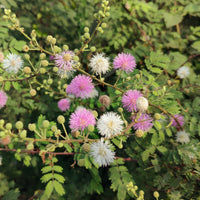 Mimosa pudique - sensitive - Mimosa pudica - Bakker