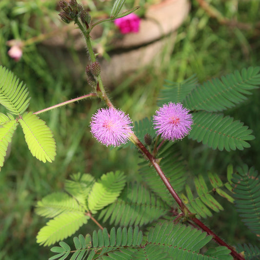Mimosa pudique - sensitive - Bakker