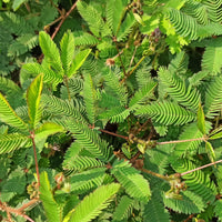 Terrasse et balcon - Mimosa pudique - sensitive - Mimosa pudica