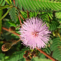 Mimosa pudica - Mimosa pudique - sensitive - Terrasse et balcon