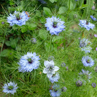 Nigella damascena - Nigelle de Damas Miss Jekyll Blue - Graines de fleurs pour massifs et bordures