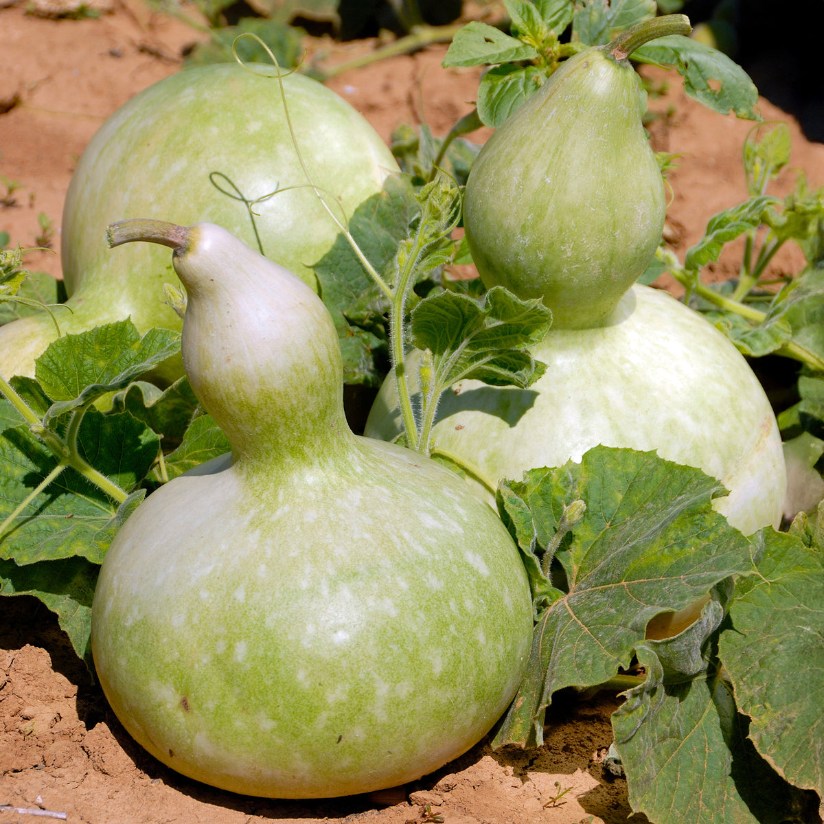 Calebasse - Gourde - Bakker