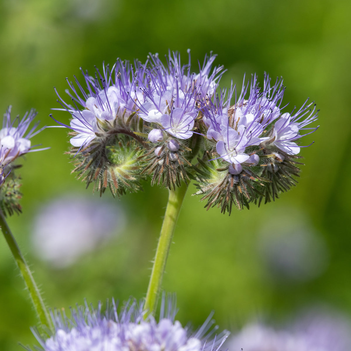 Graines de fleurs annuelles - Phacélie Bio - Phacelia tanacetifolia
