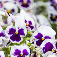Viola x wittrockiana silverbride - Pensée géante de Suisse Silverbride - Terrasse et balcon