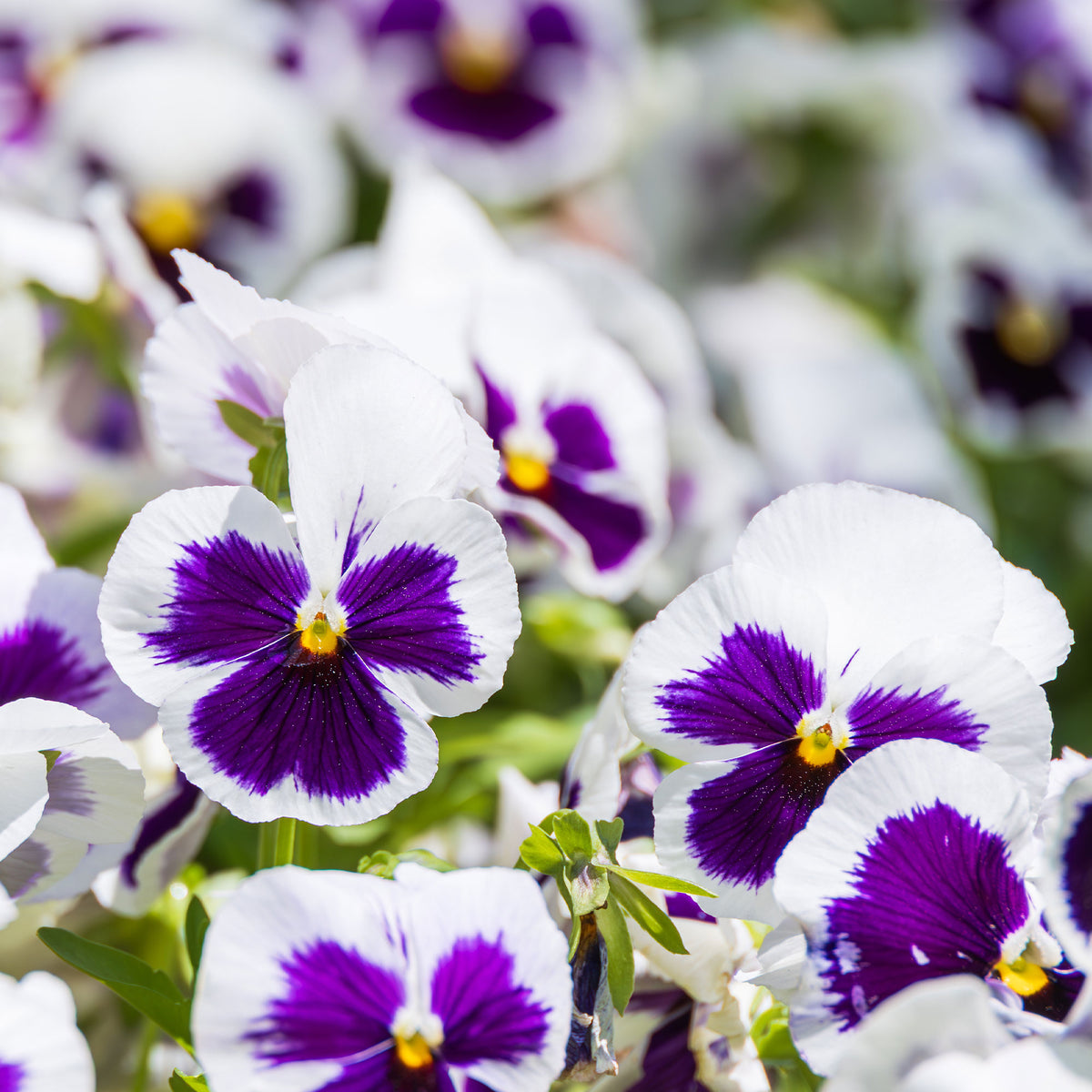 Viola x wittrockiana silverbride - Pensée géante de Suisse Silverbride - Terrasse et balcon