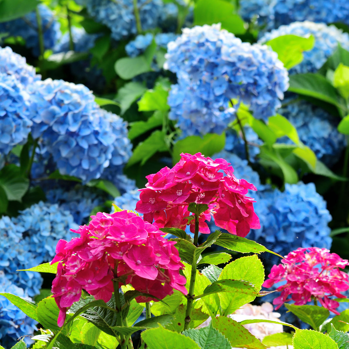 Collection de 4 Hortensias rouges et bleus - Bakker