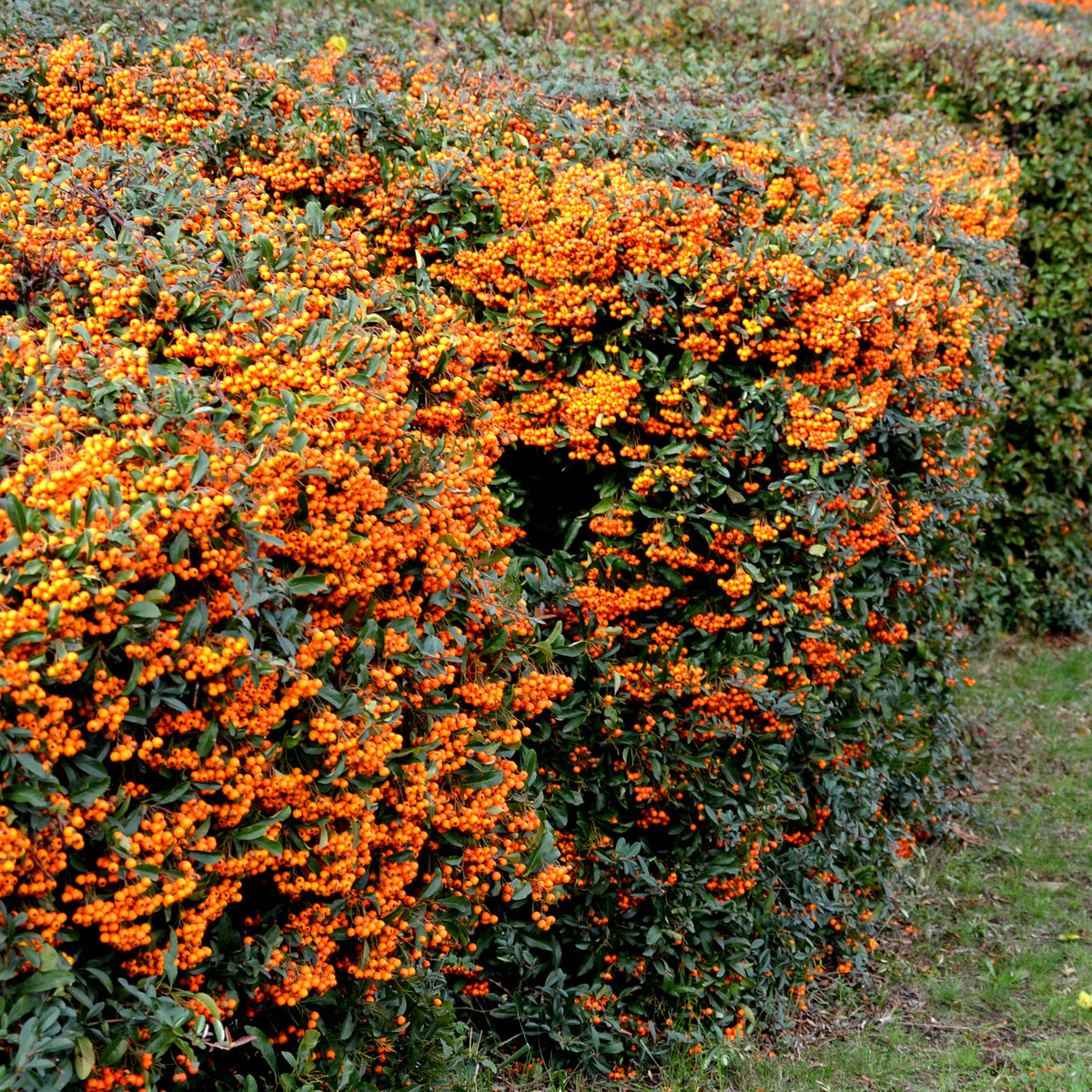 Pyracantha  saphyr ® orange cadange - Buisson ardent Saphyr® Orange Cadange - Pyracantha - Plantes à feuillage persistant