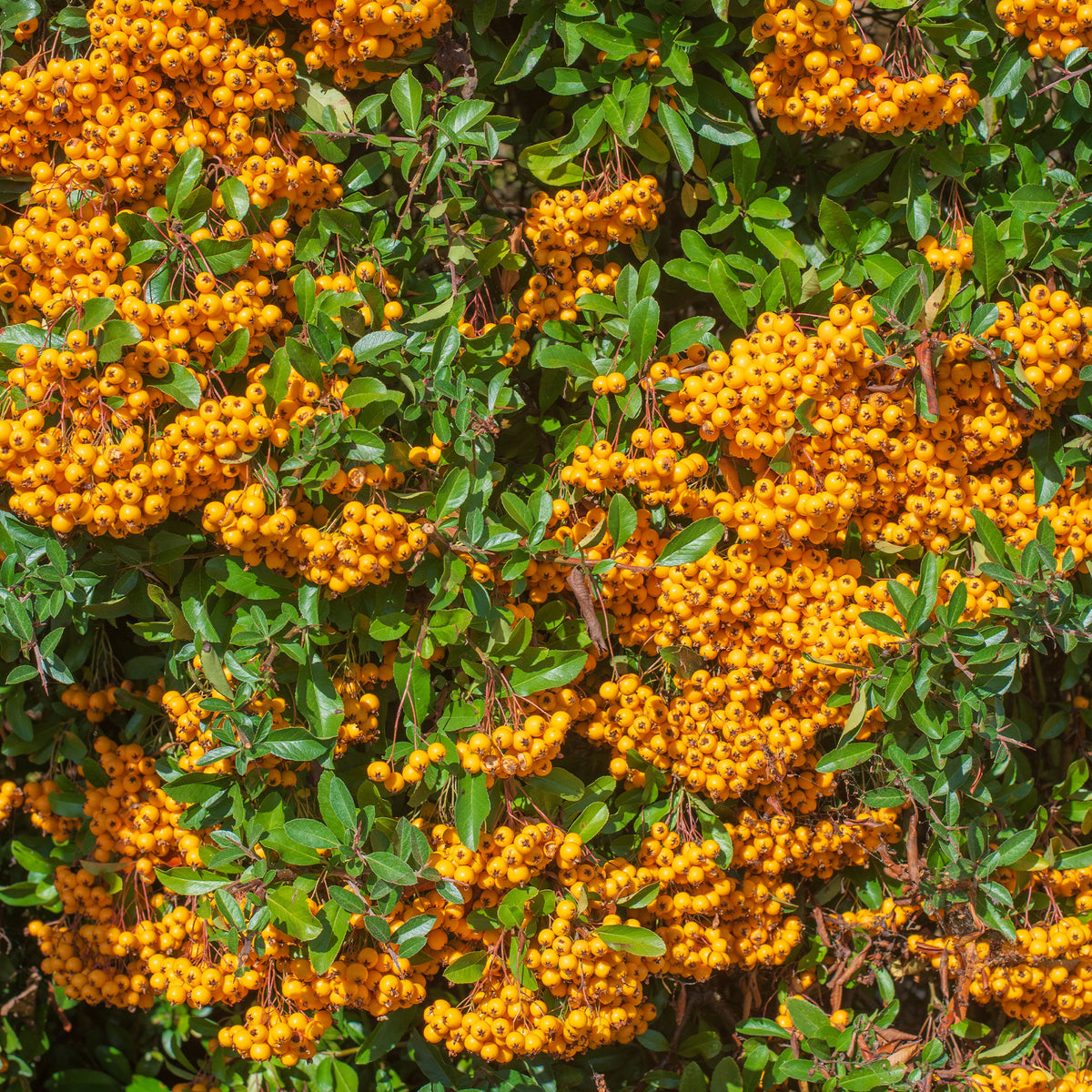 Buisson ardent Saphyr® Orange Cadange - Pyracantha - Pyracantha  saphyr ® orange cadange - Bakker