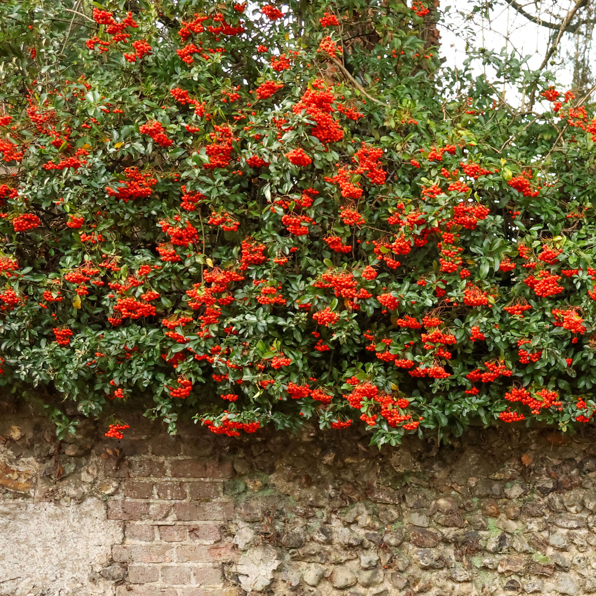 Buisson ardent Saphyr® Rouge Cadrou - Pyracantha - Pyracantha  saphyr ® rouge'cadrou' - Bakker