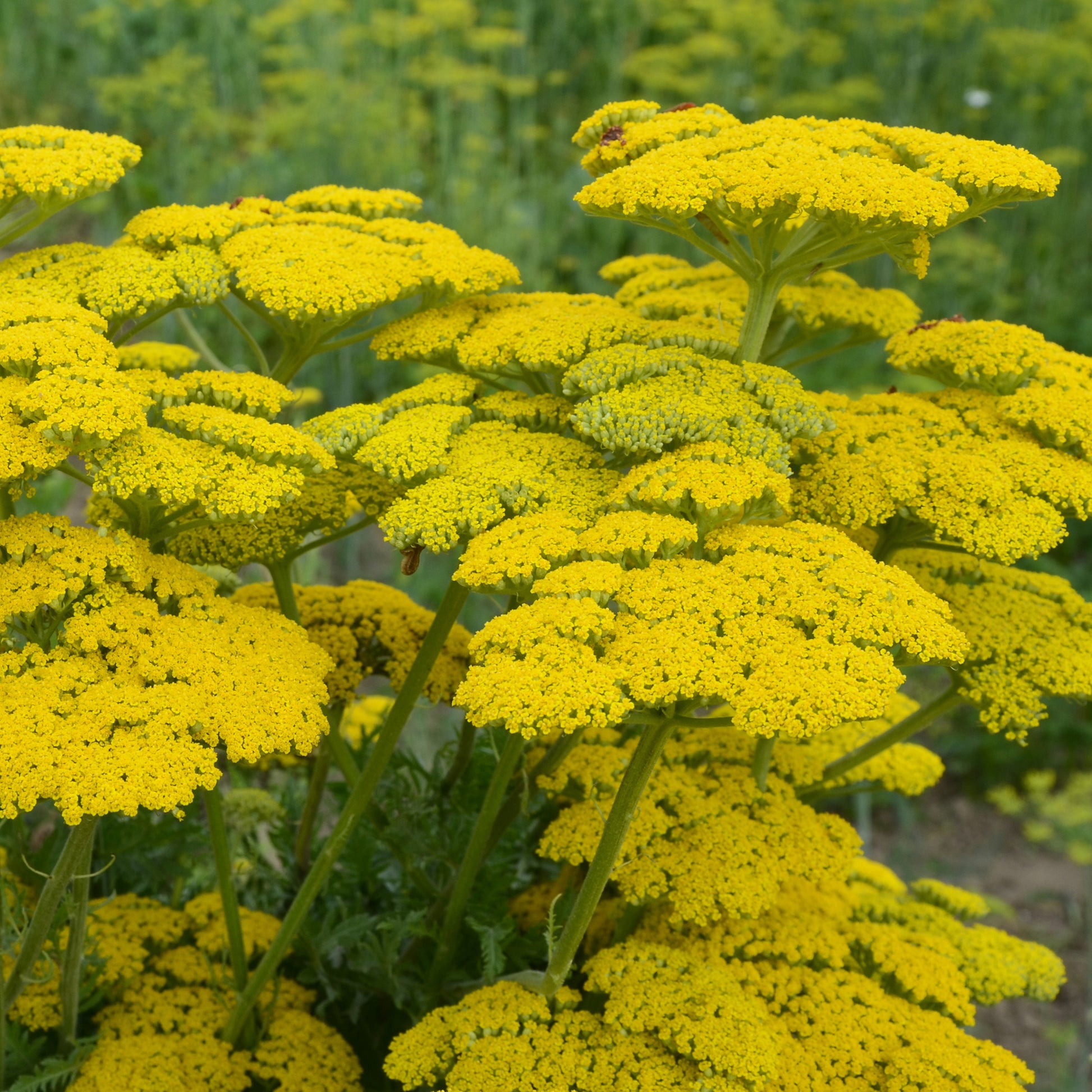 Achillea filipendulina Cloth of Gold - Achillée Cloth Of Gold - Achillée - Achillea