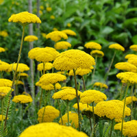 Achillée Cloth Of Gold - Bakker