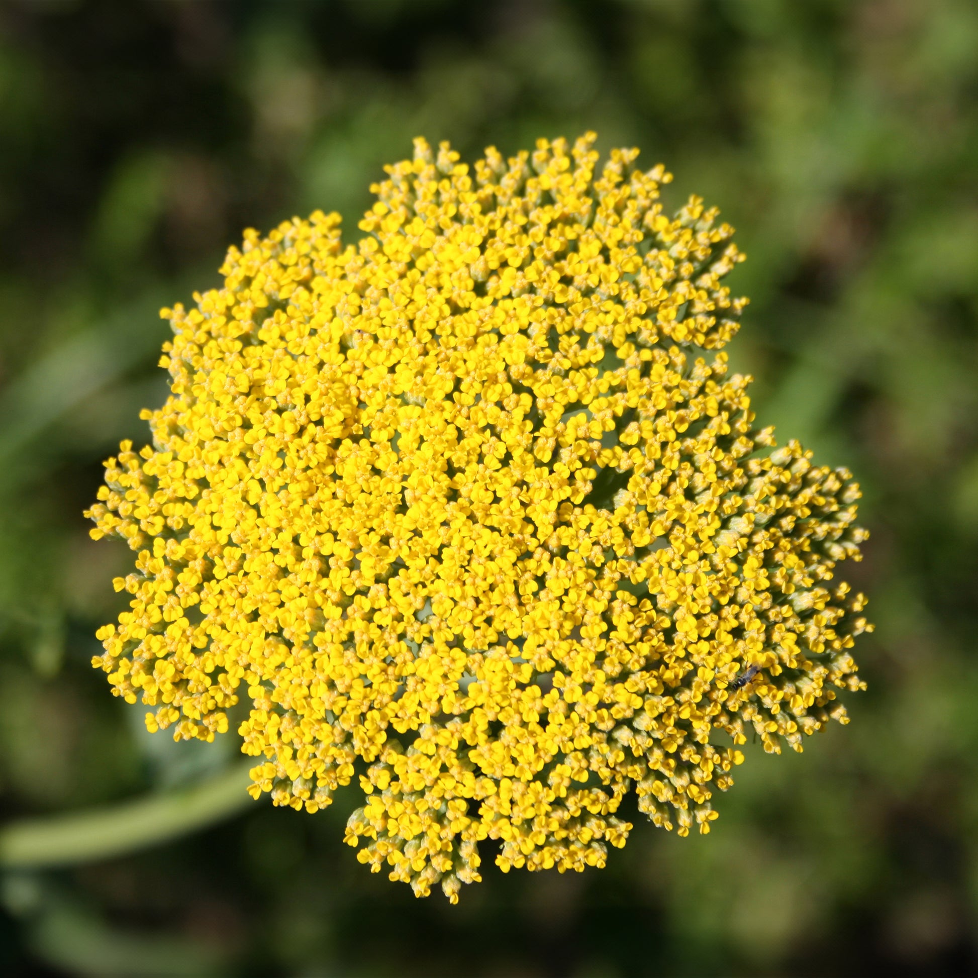 Achillée - Achillea - Achillée Cloth Of Gold - Achillea filipendulina Cloth of Gold