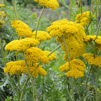 Achillée Cloth Of Gold - Achillea filipendulina Cloth of Gold - Bakker