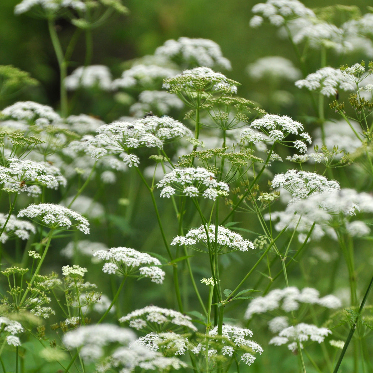 Vente Herbe aux goutteux - Aegopodium podagraria
