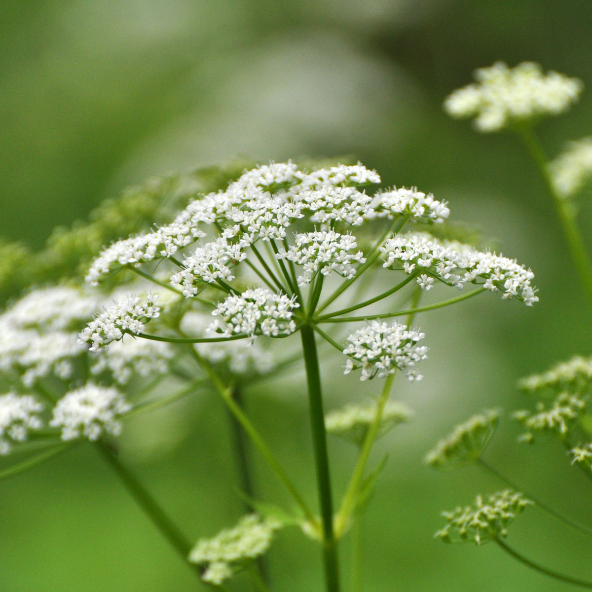 Herbe aux goutteux - Bakker