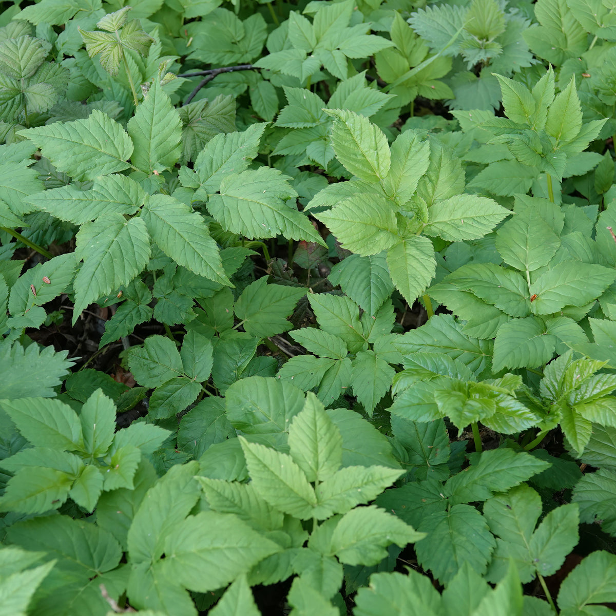 Plantes couvre-sol - Herbe aux goutteux - Aegopodium podagraria