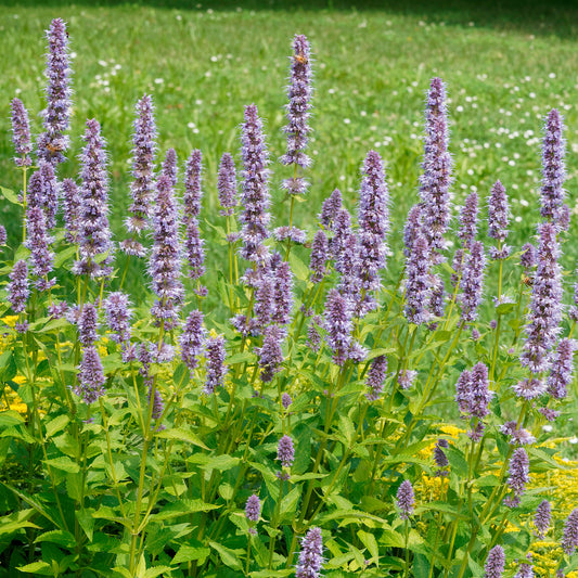 Agastache fenouil - Bakker