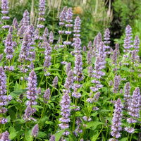 Agastache fenouil - Agastache foeniculum - Bakker
