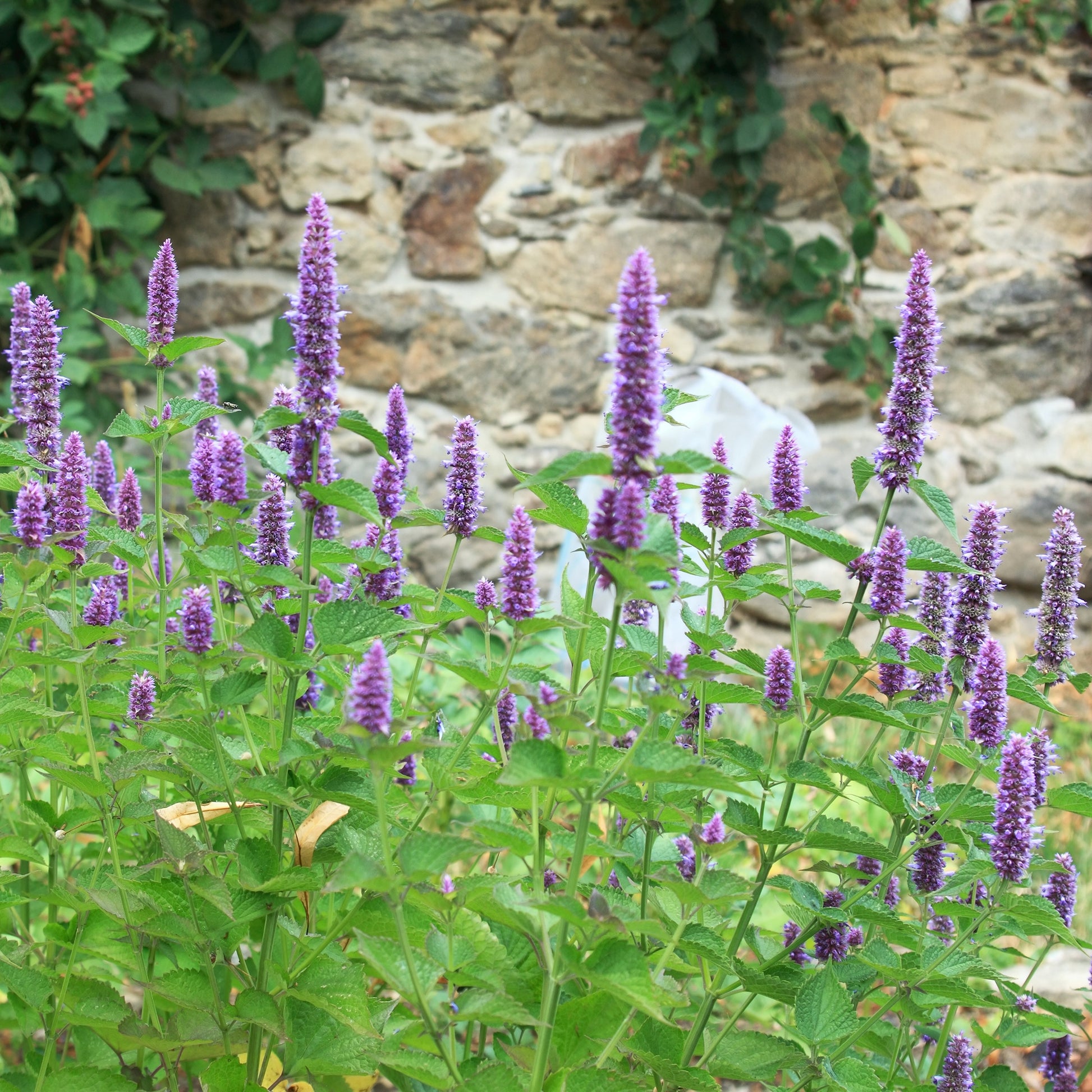Agastache foeniculum - Agastache fenouil - Agastache