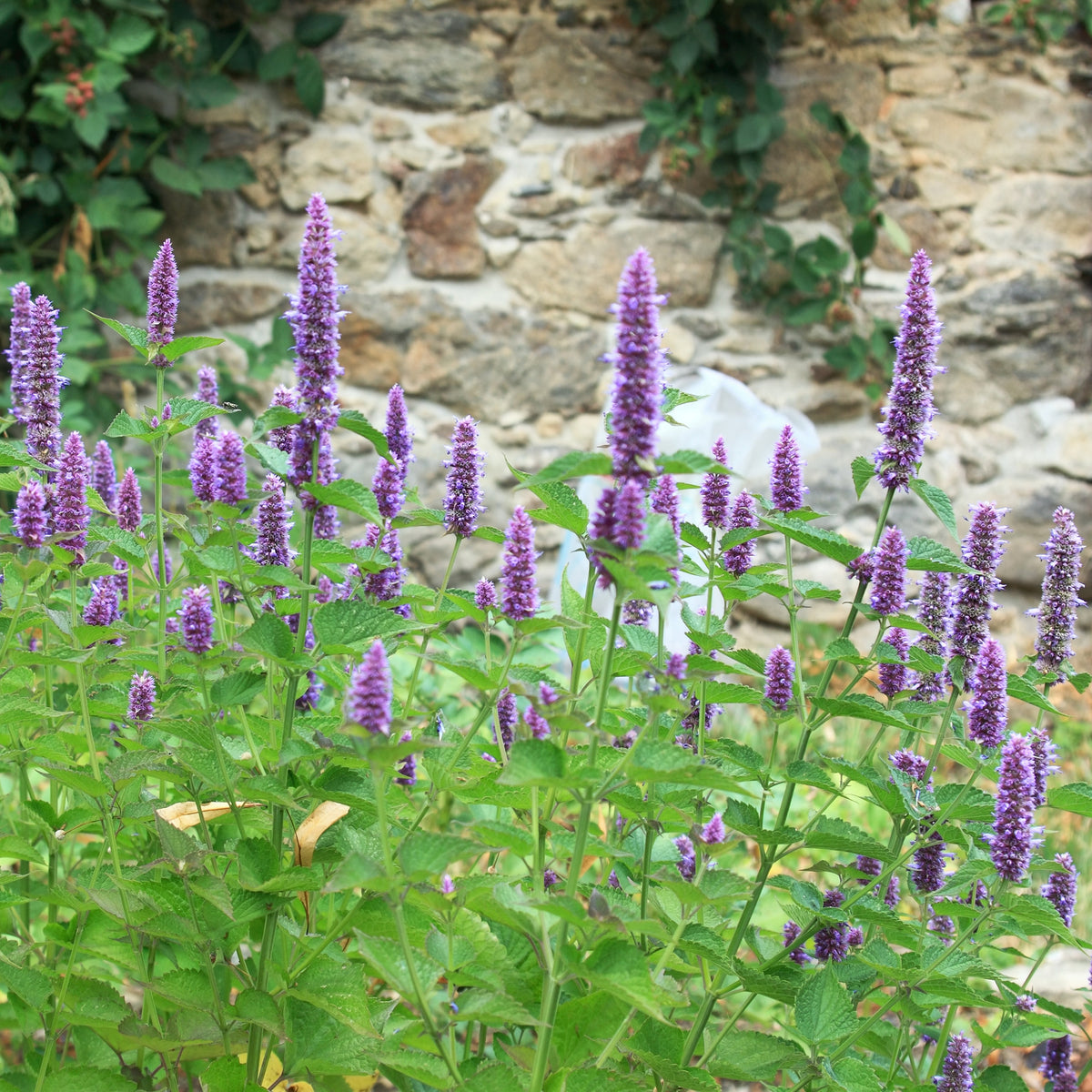 Agastache foeniculum - Agastache fenouil - Agastache