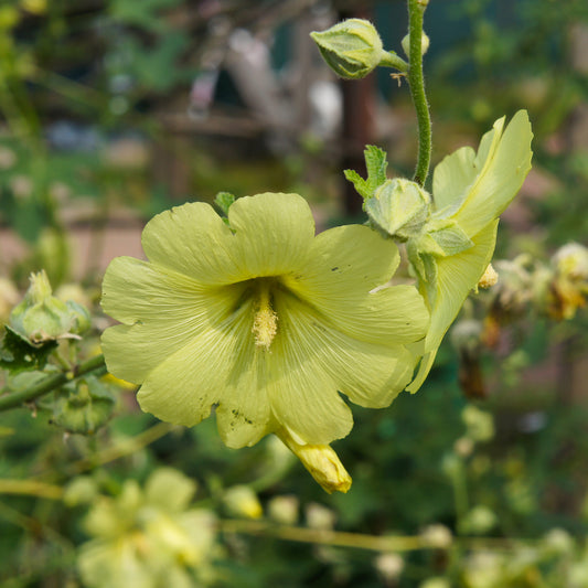 Rose trémière rugueuse jaune