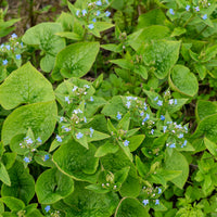 Brunnera sibirica - Buglosse de Sibérie - 